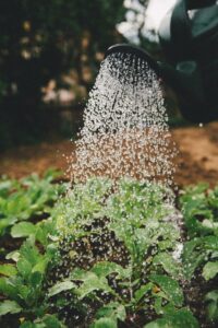 watering garden foundation plant