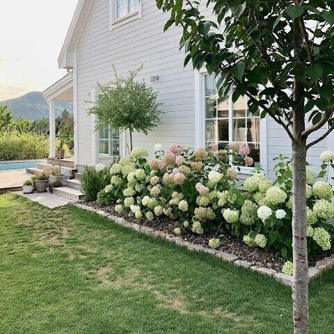 shrubs next to house foundation